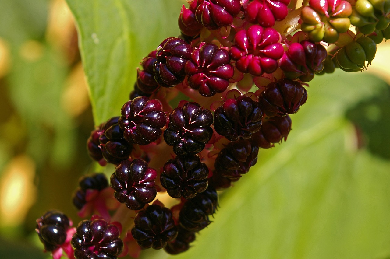 Image - pokeweed berries garden toxic bush