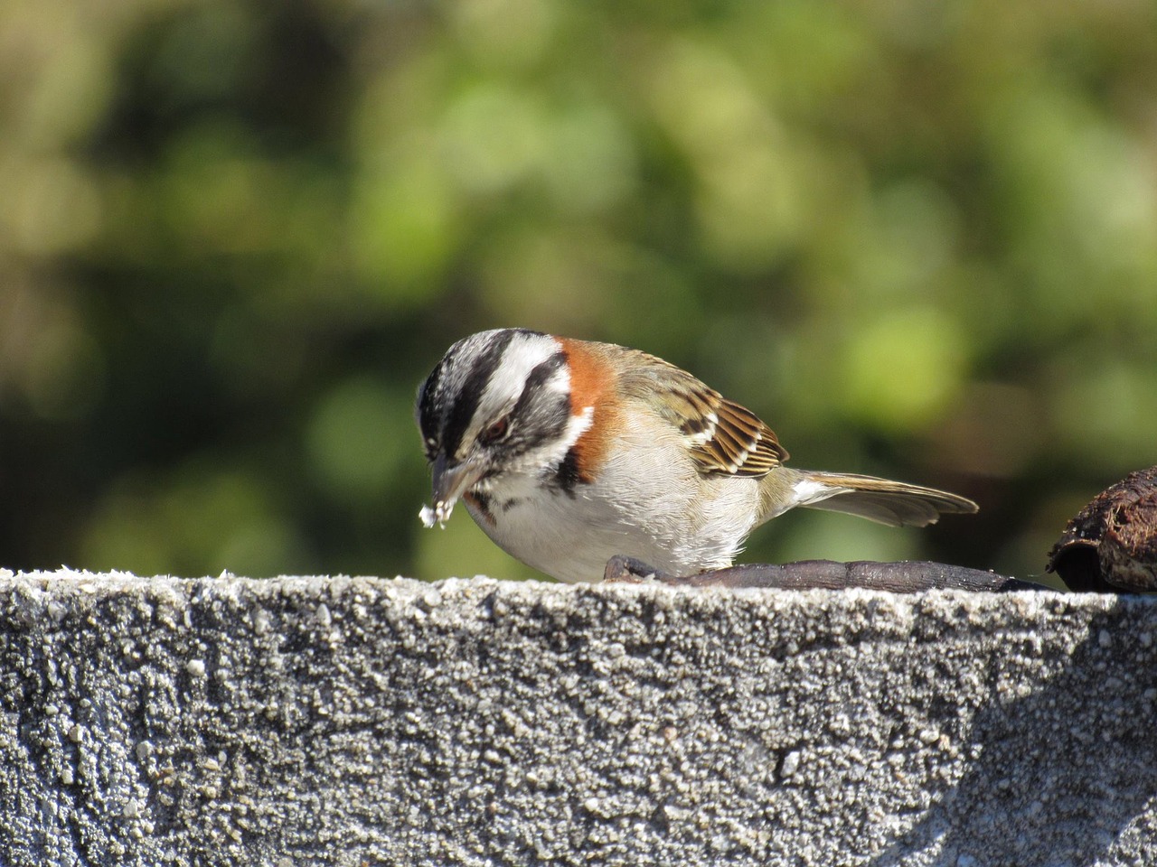 Image - tico tico birds nature