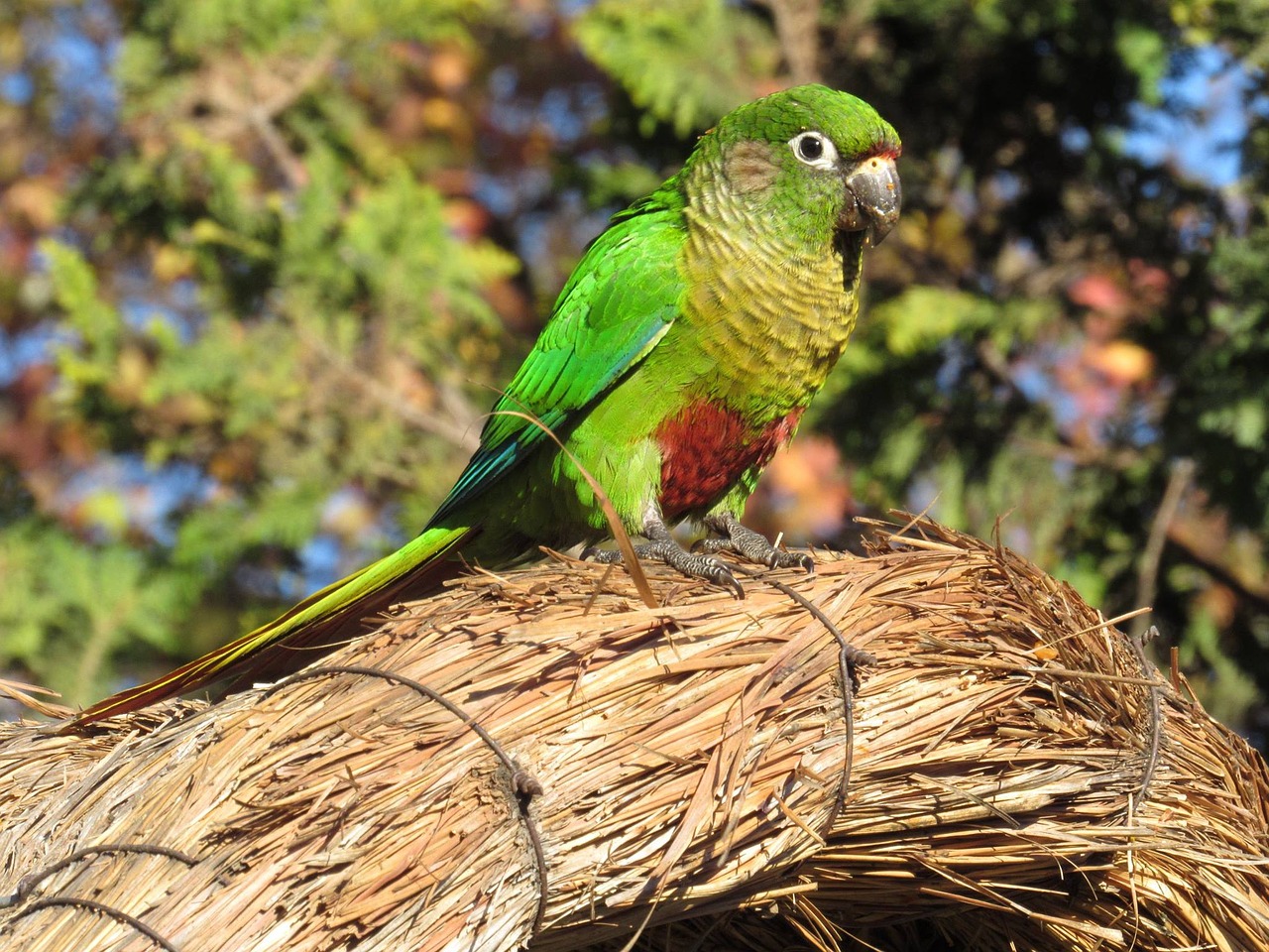 Image - parakeet bird brazilian bird birdie