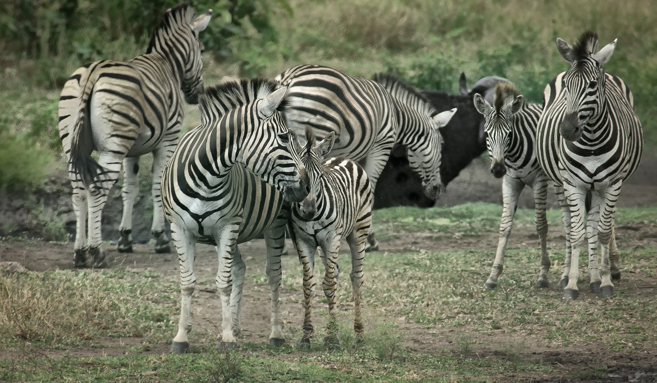 Image - zebras wildlife africa tourism