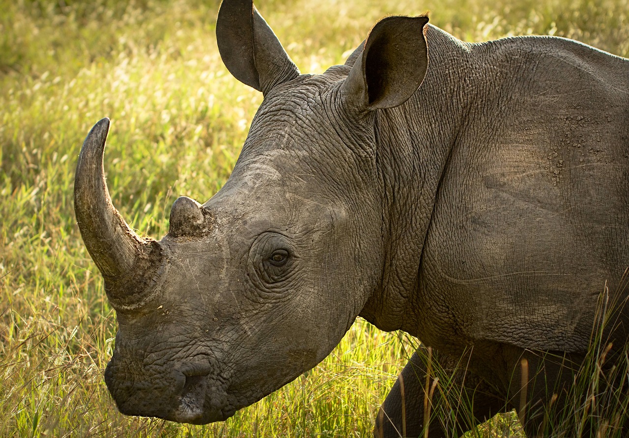 Image - rhinoceros wildlife endangered calf