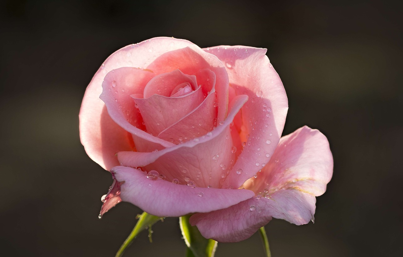 Image - rose salmon dewdrops colorful pink