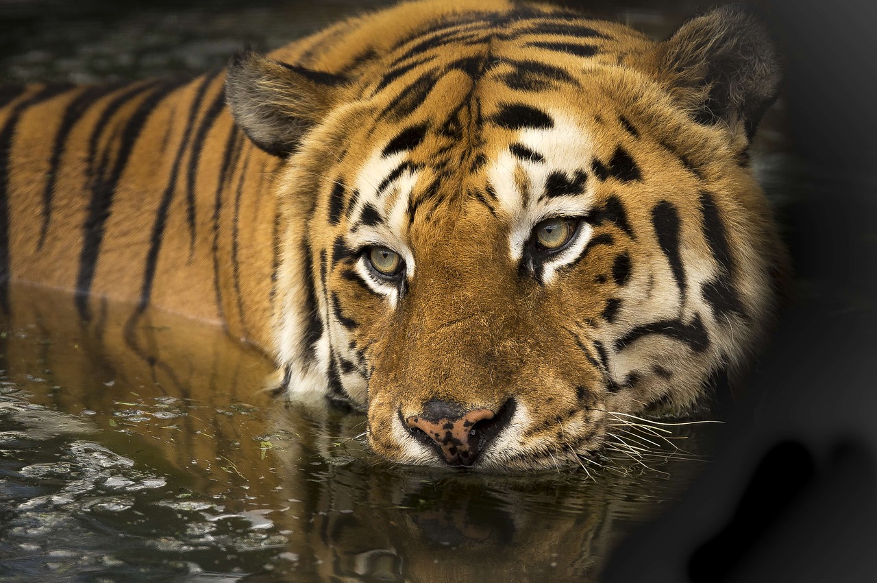 Image - tiger wildlife eyes bathing lake