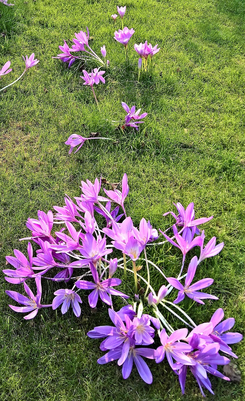 Image - plant herbstzeitlose lily family