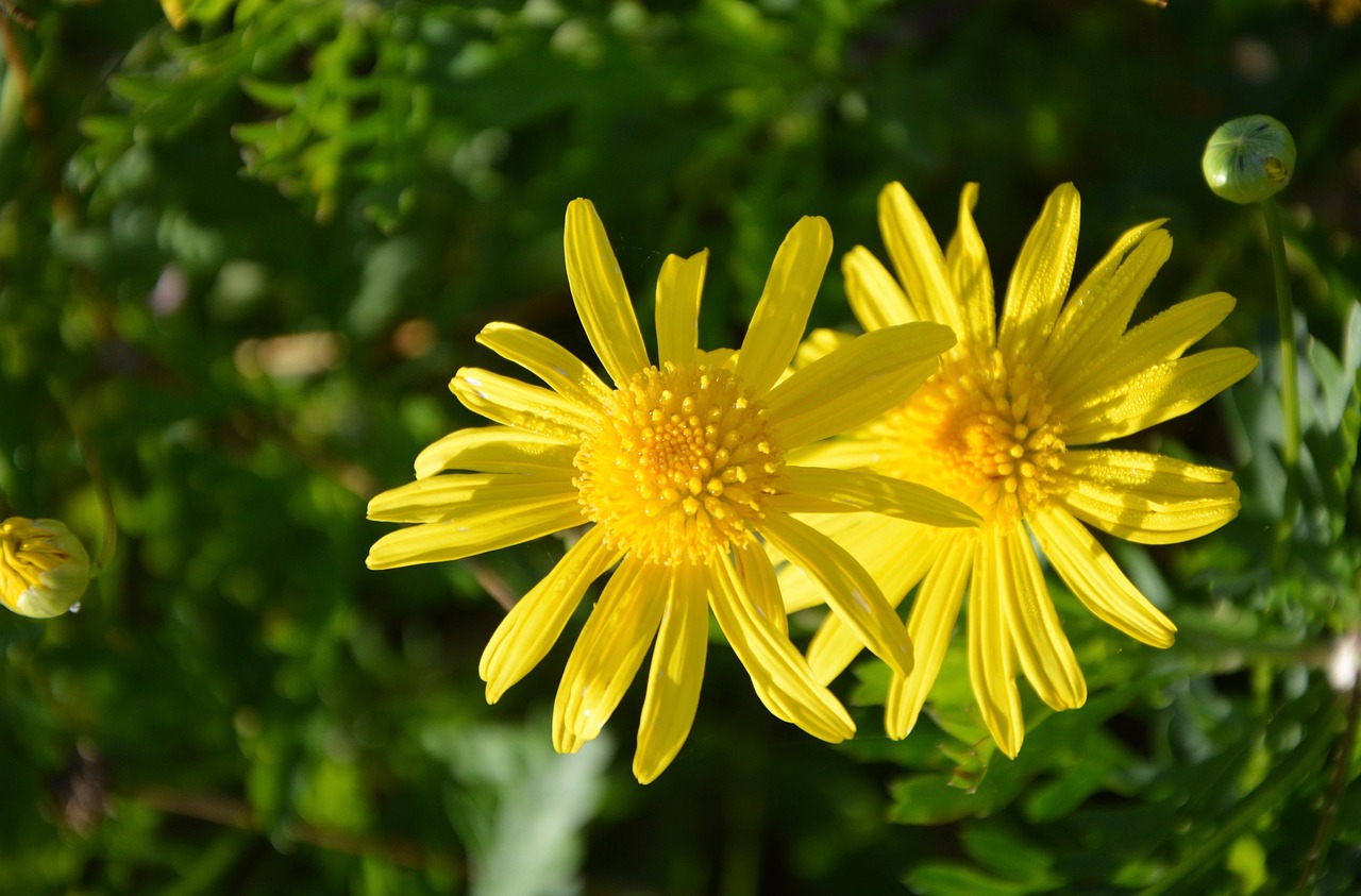 Image - yellow daisies yellow flowers flower