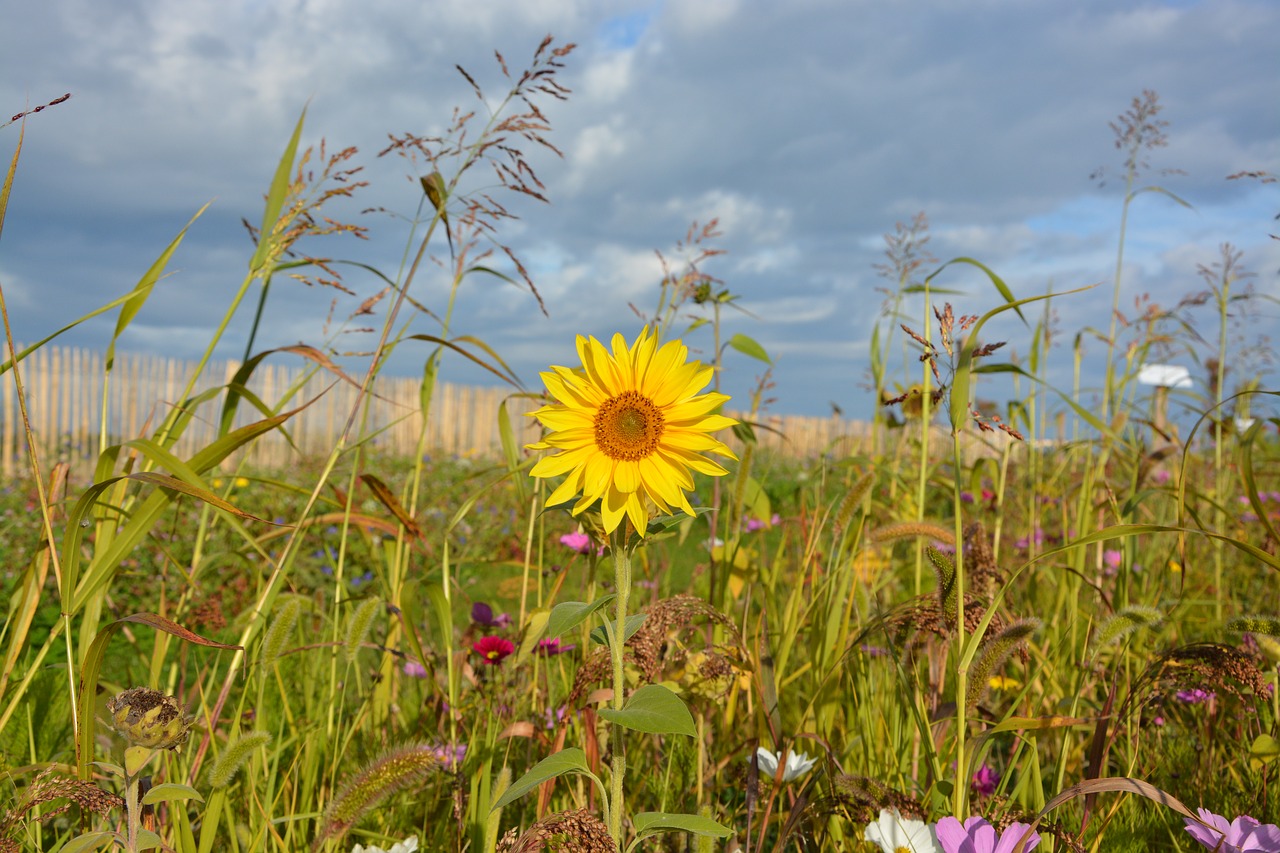 Image - yellow flower sunflower