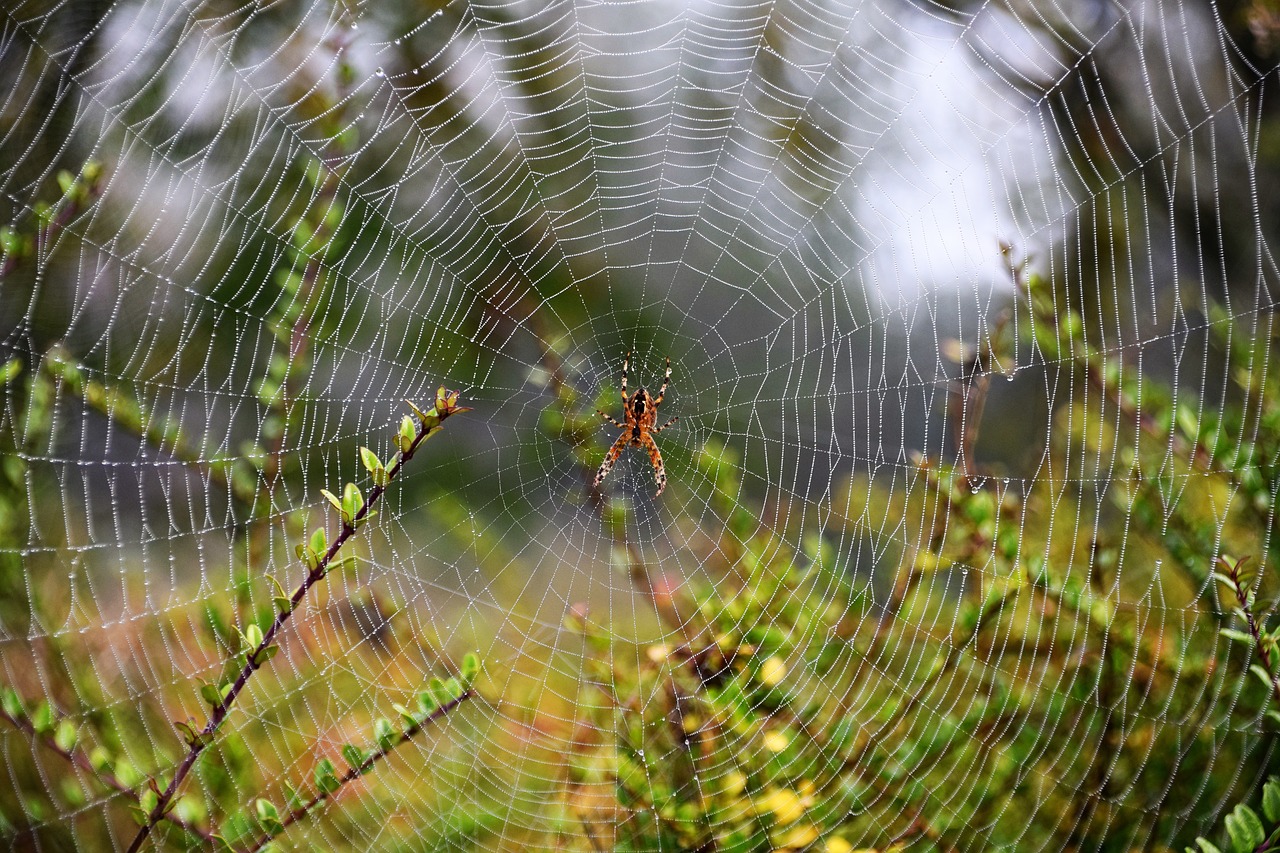 Image - nature normandy field dew arachnid