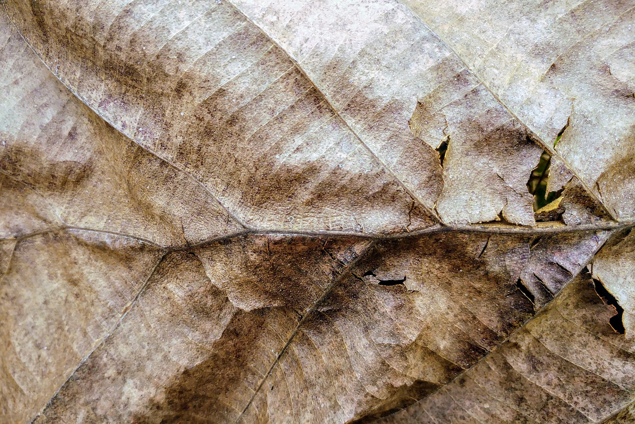 Image - dry leaf textures fall humus brown