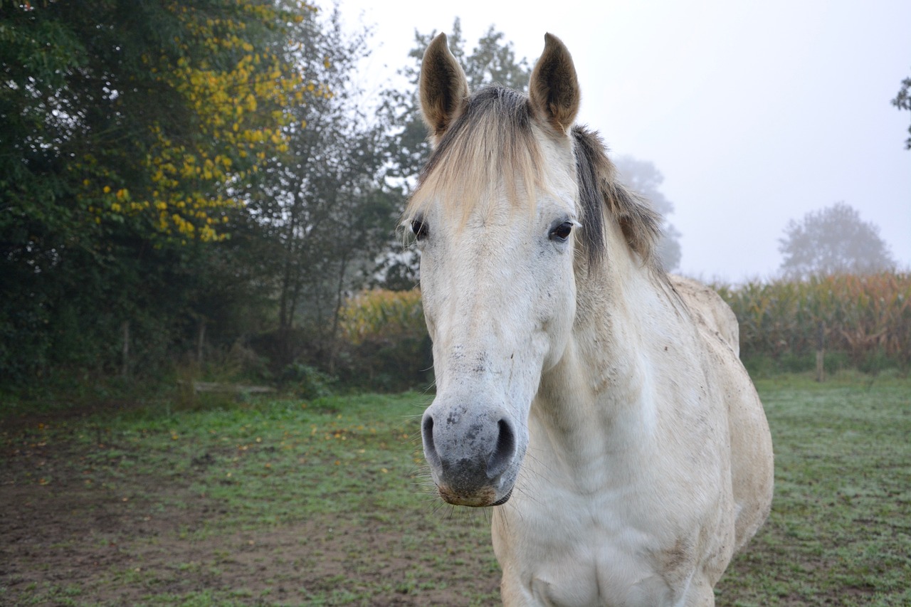 Image - horse domestic animal