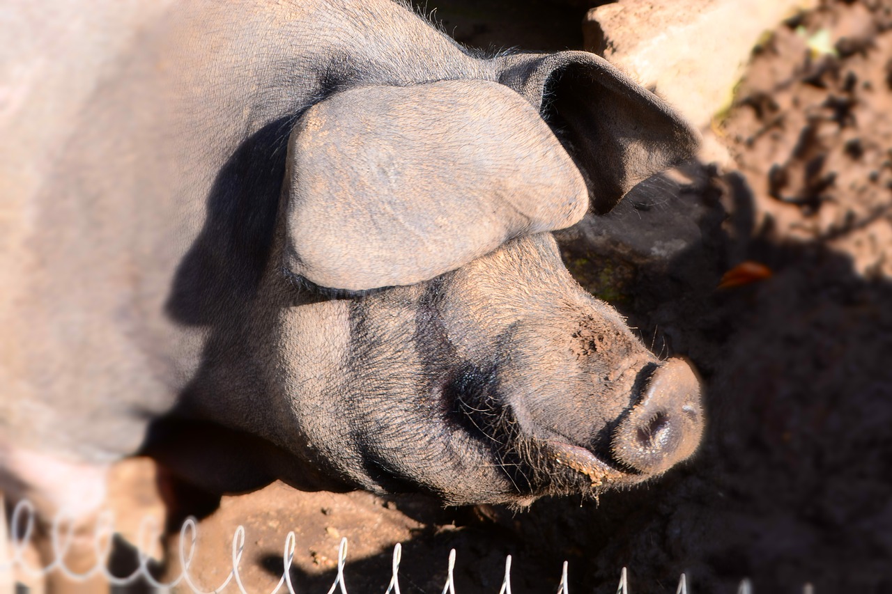 Image - boar animal nature wildlife park