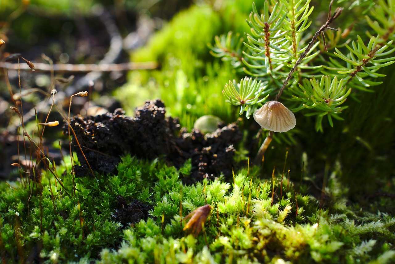 Image - mushroom macro nature autumn fall