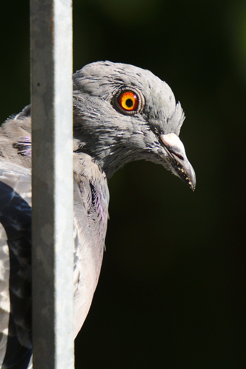 Image - pigeon bird feather city beak eye