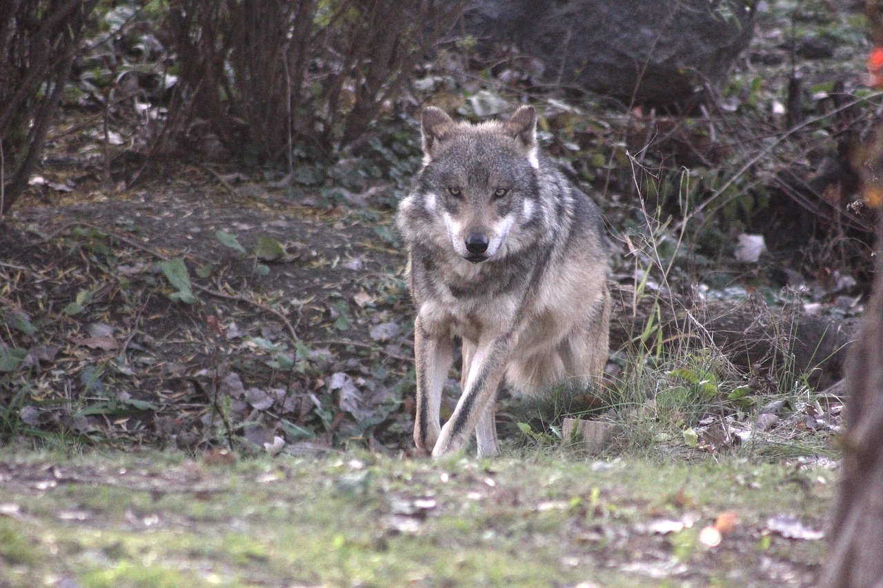 Image - wolf mexican wolf wildlife wild