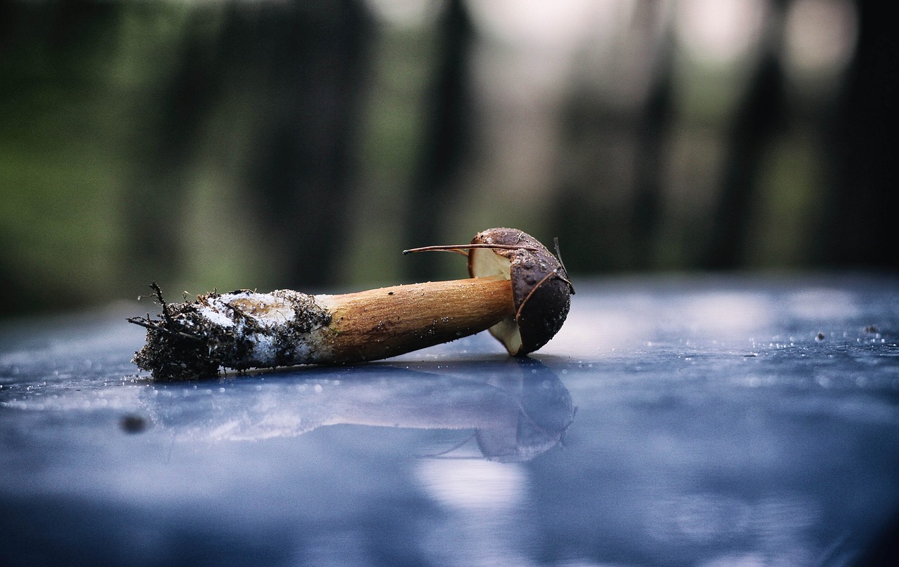 Image - mushroom chestnut boletus