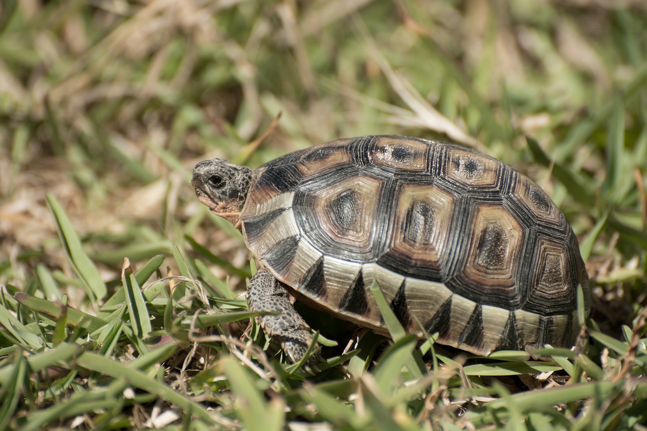 Image - tortoise reptile reptiles patterns