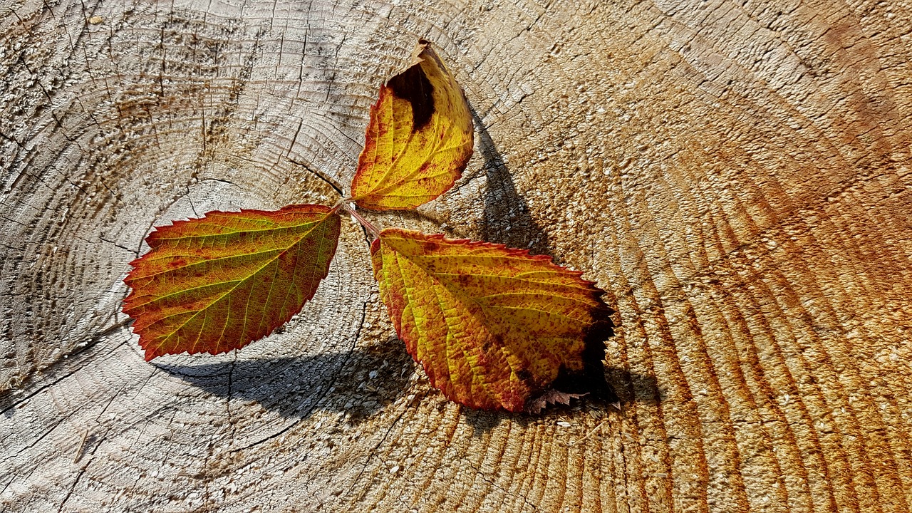 Image - autumn fall foliage herbstimpression