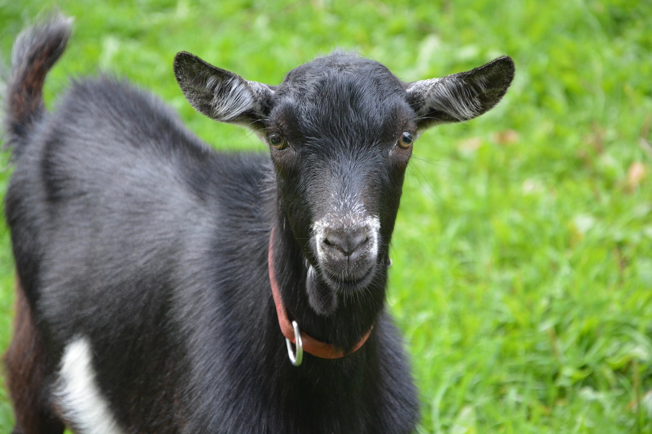 Image - goat black white goat young goat