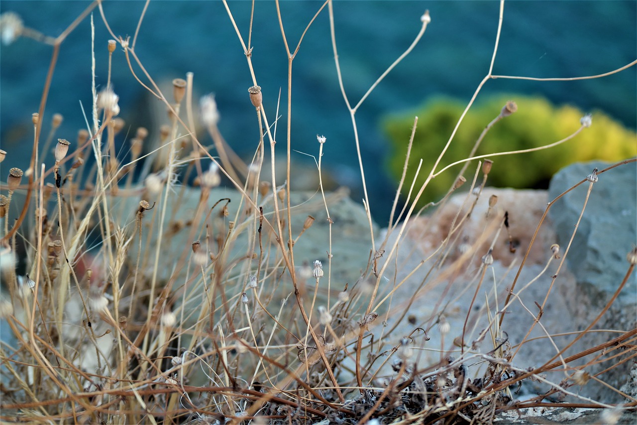 Image - plant dry wall seeds nature faded