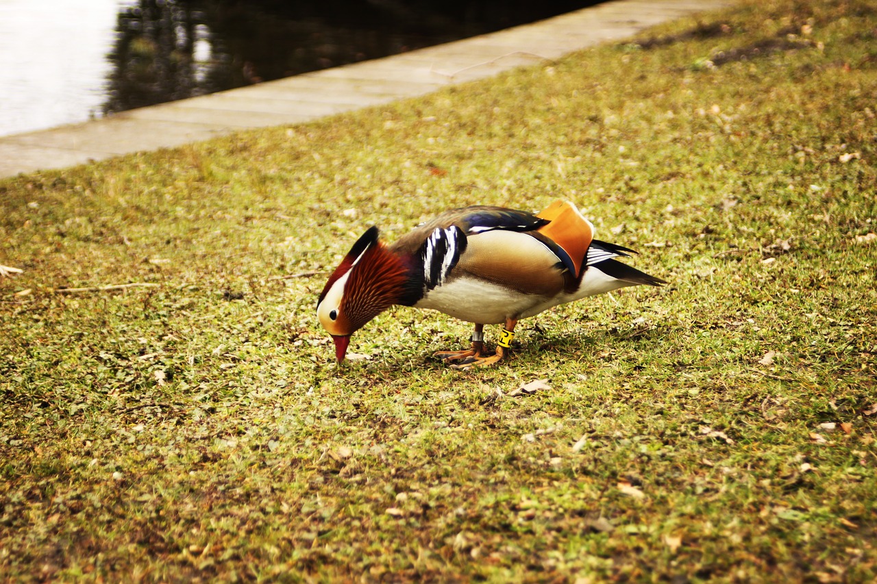 Image - duck waterfront park bird picking