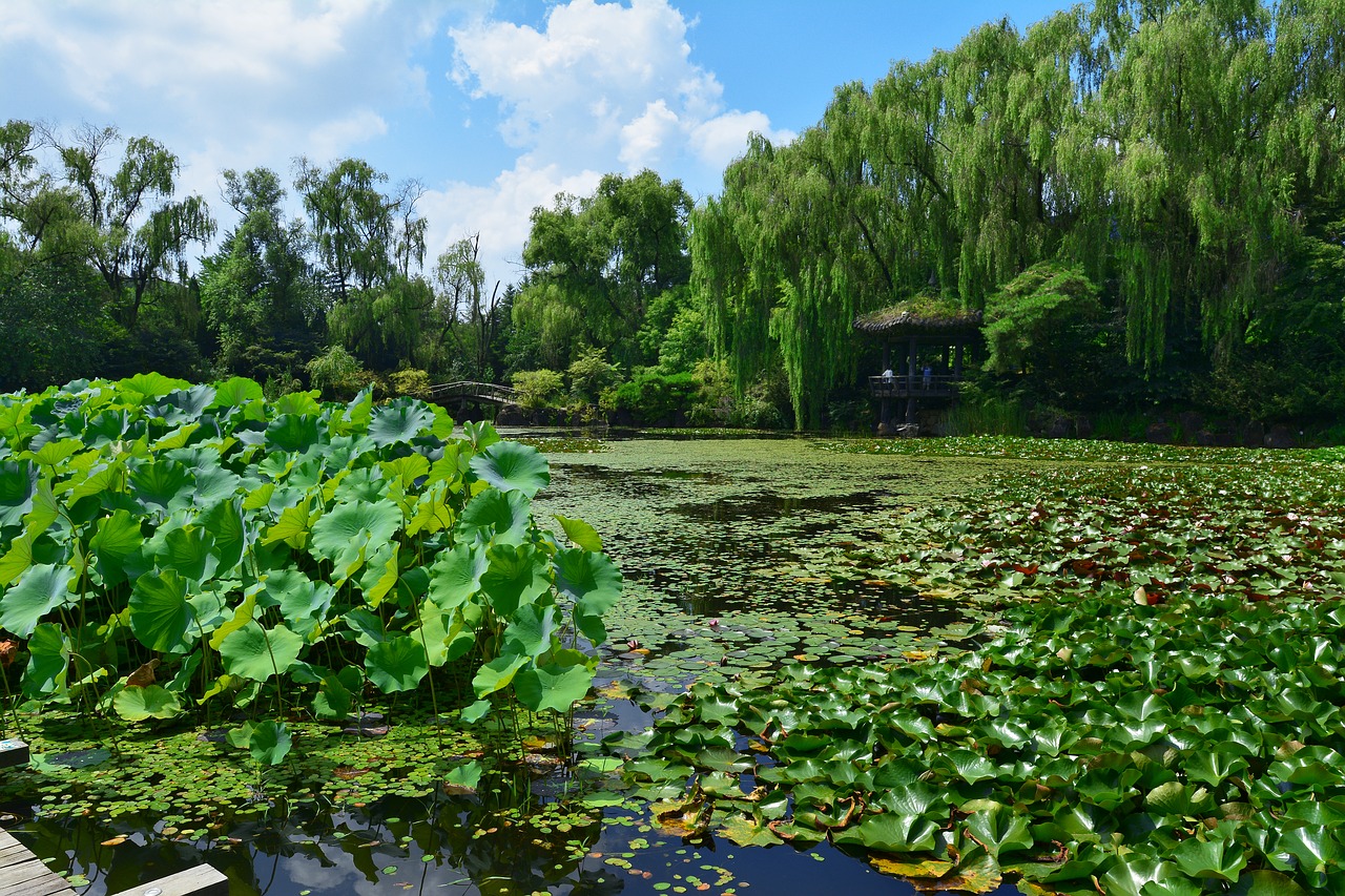 Image - pond republic of korea flowers