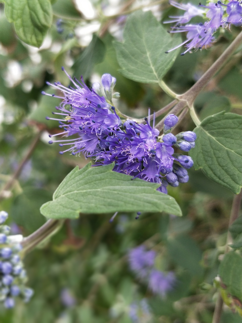 Image - purple flower have