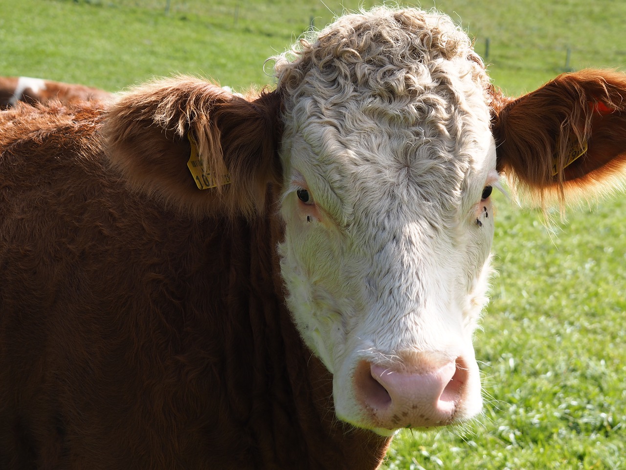 Image - cow beef dairy cattle milk pasture