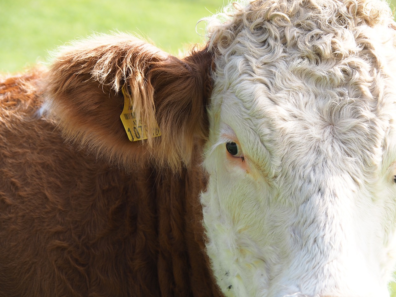 Image - cow beef dairy cattle milk pasture