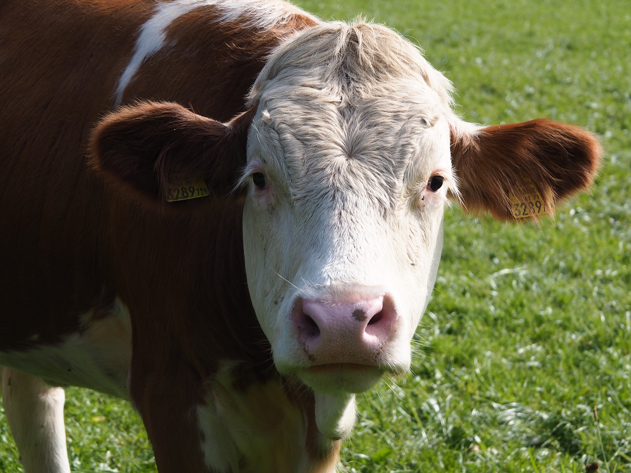 Image - cow beef dairy cattle milk pasture
