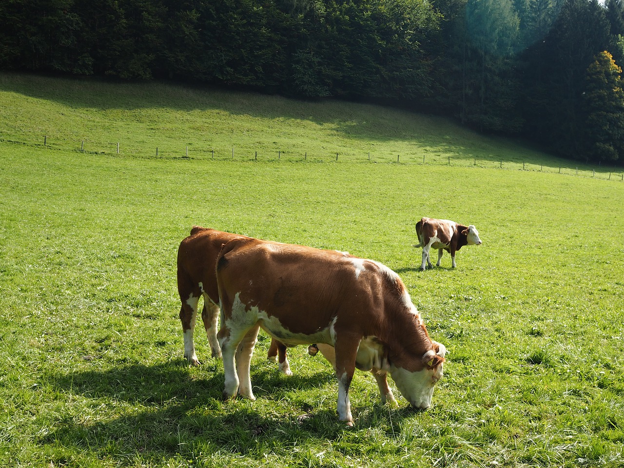 Image - cow beef dairy cattle milk pasture