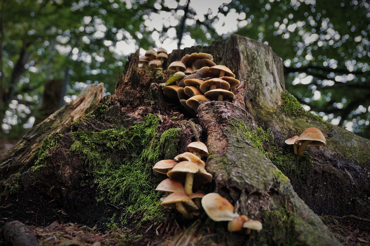 Image - mushrooms forest nature autumn