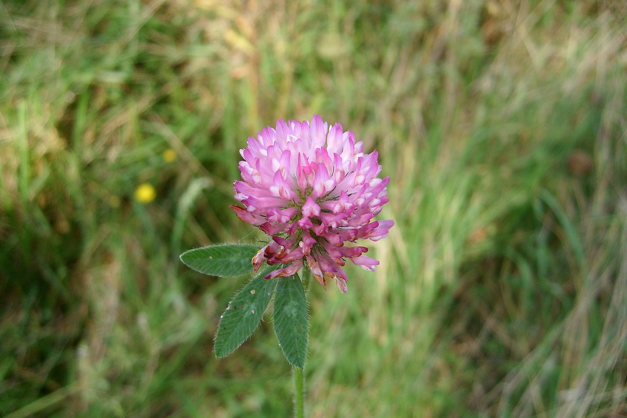 Image - flower closeup single meadow