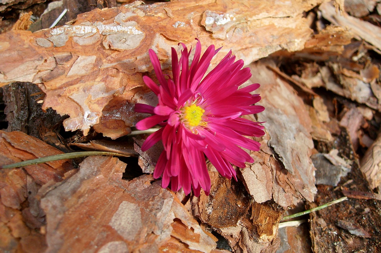 Image - the bark flower flora detail of