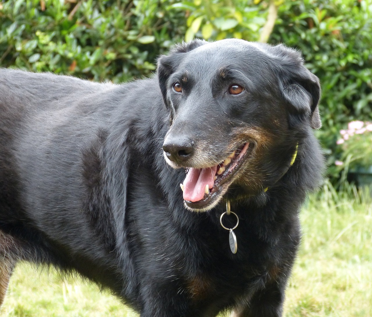 Image - beauceron dog animals