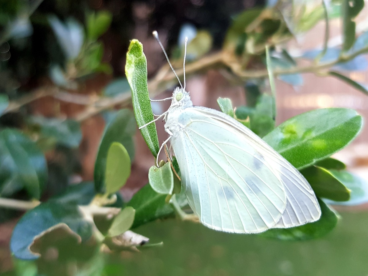 Image - butterfly white bright nature