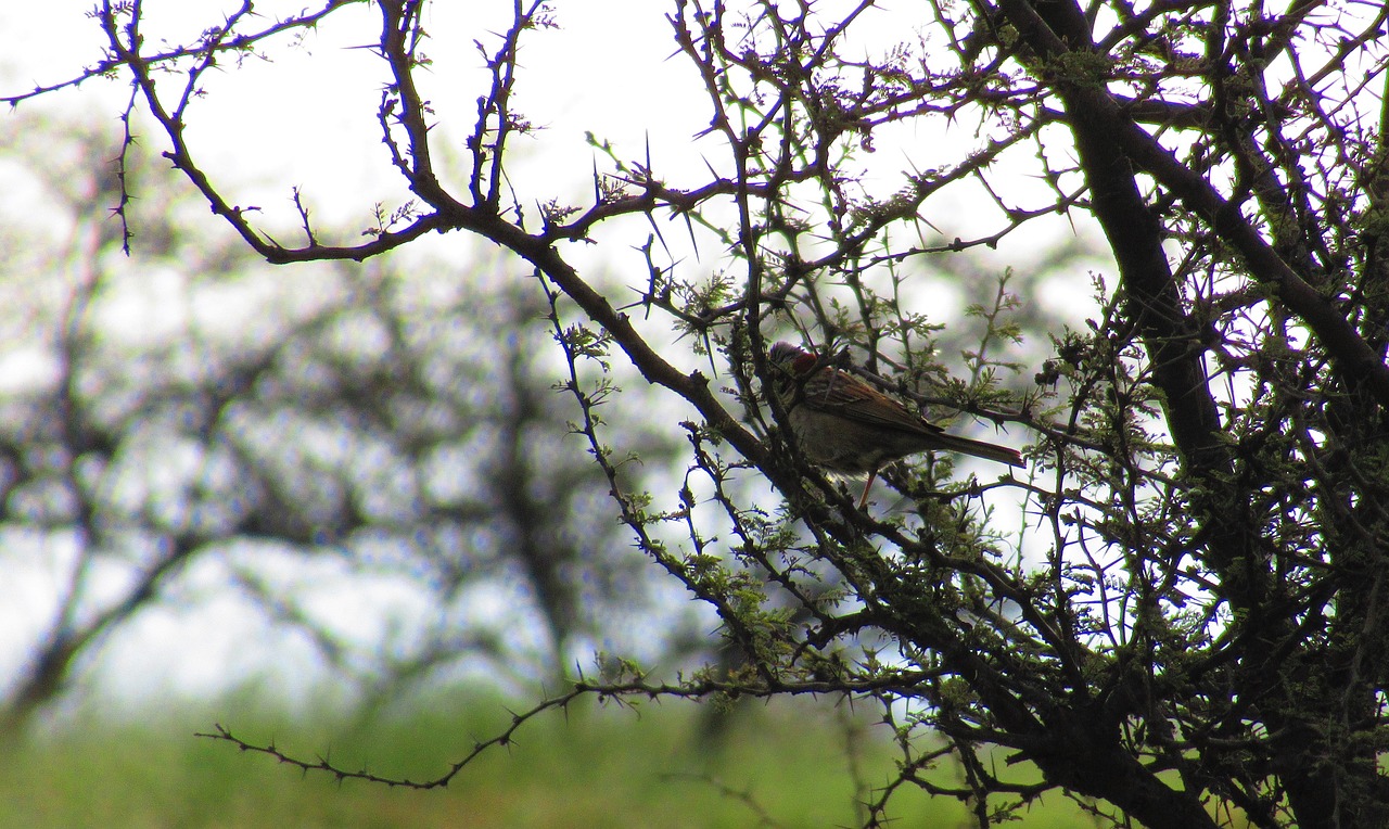 Image - ave nature hawthorn bird