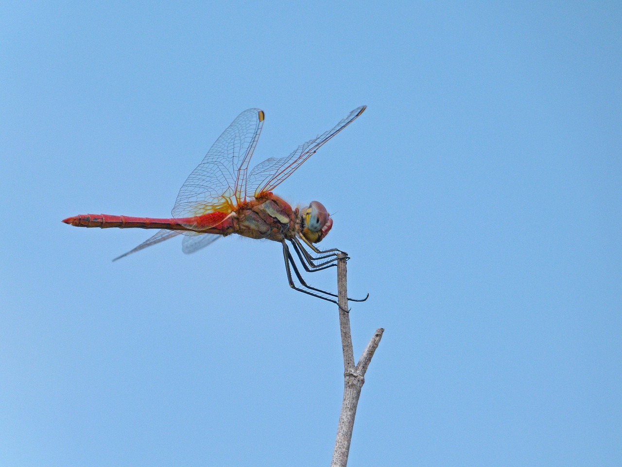 Image - dragonfly red dragonfly branch
