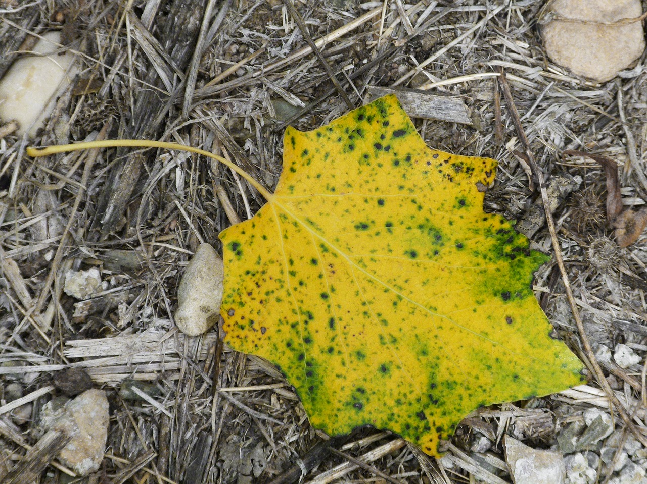 Image - leaf autumn falling leaves yellow