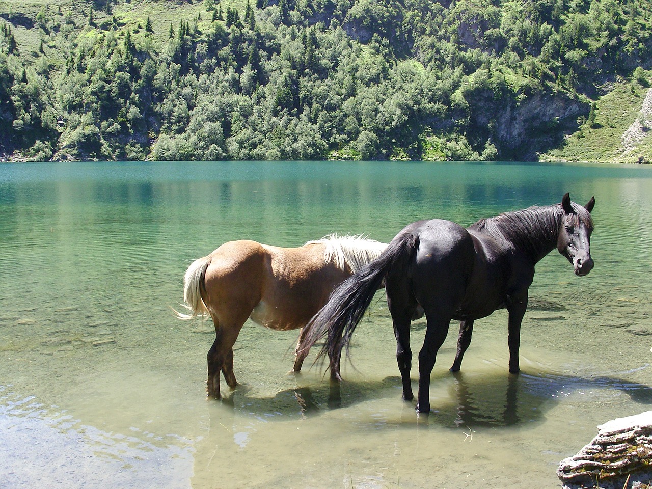 Image - horse lake landscape nature