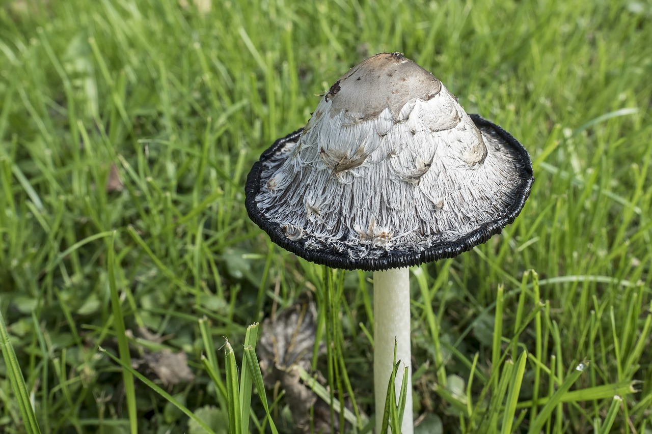 Image - schopf comatus coprinus comatus