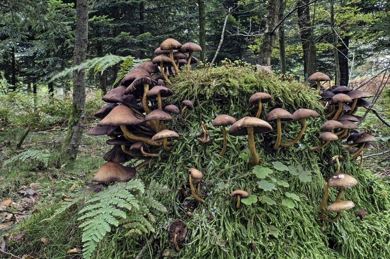 Image - mushrooms mushroom colony nature