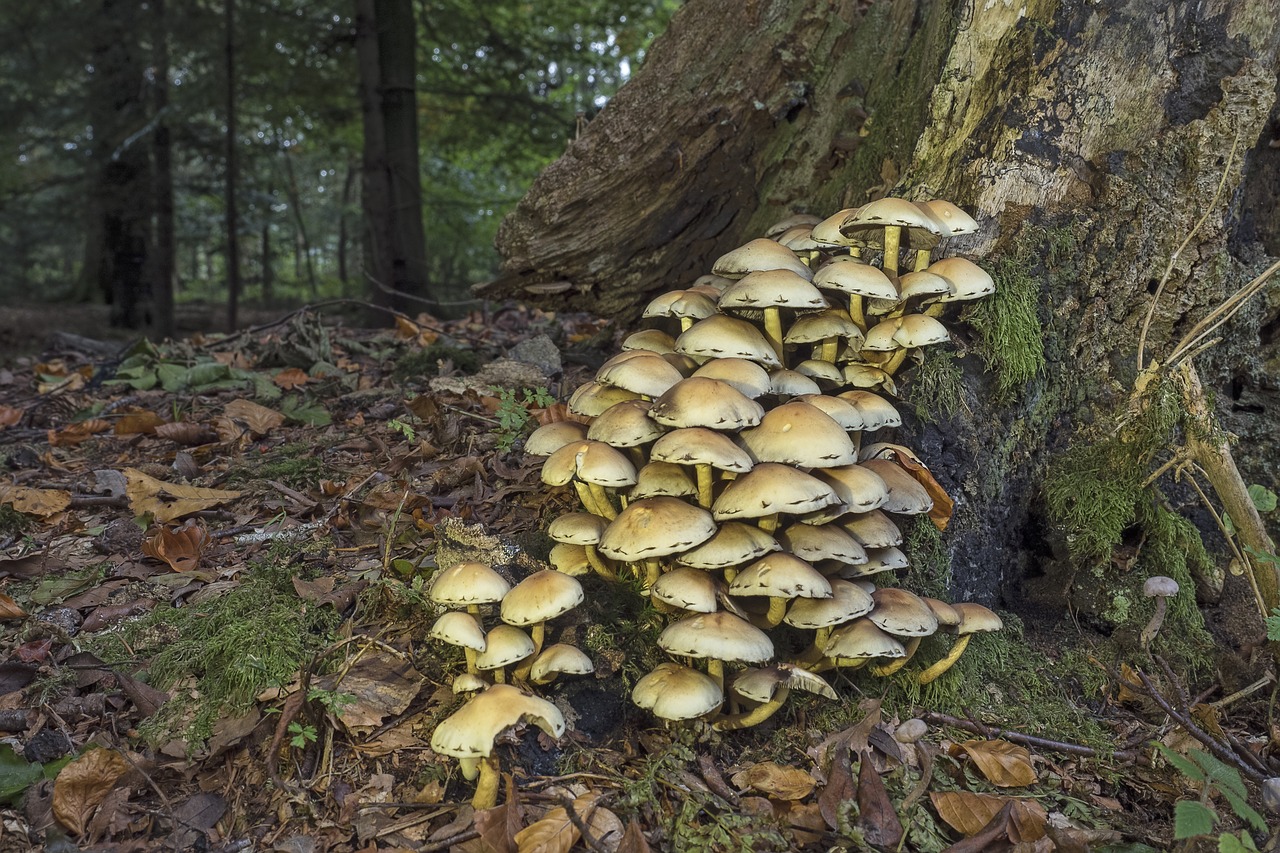 Image - mushrooms sulphur heads