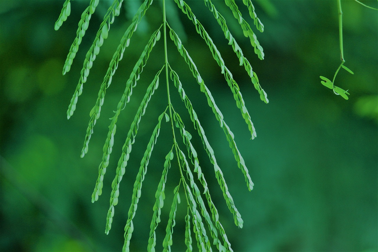 Image - plant leaves witted green