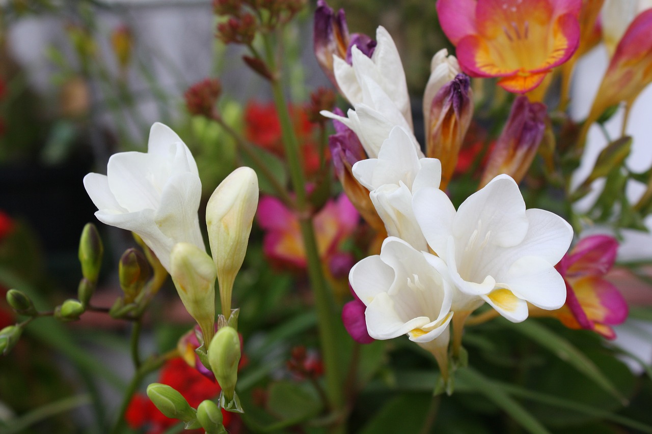 Image - flowers jonquil garden flower