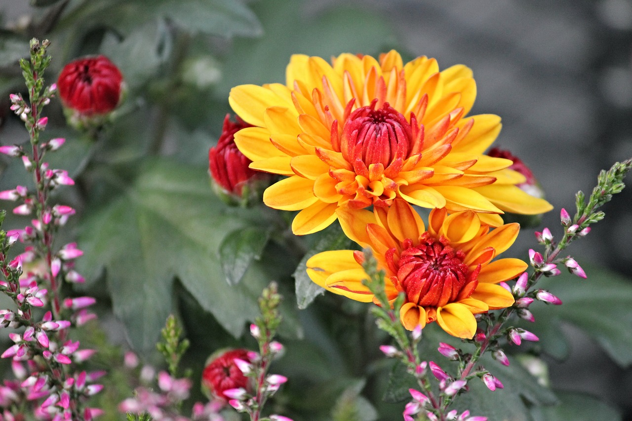 Image - chrysanthemums composites blossom