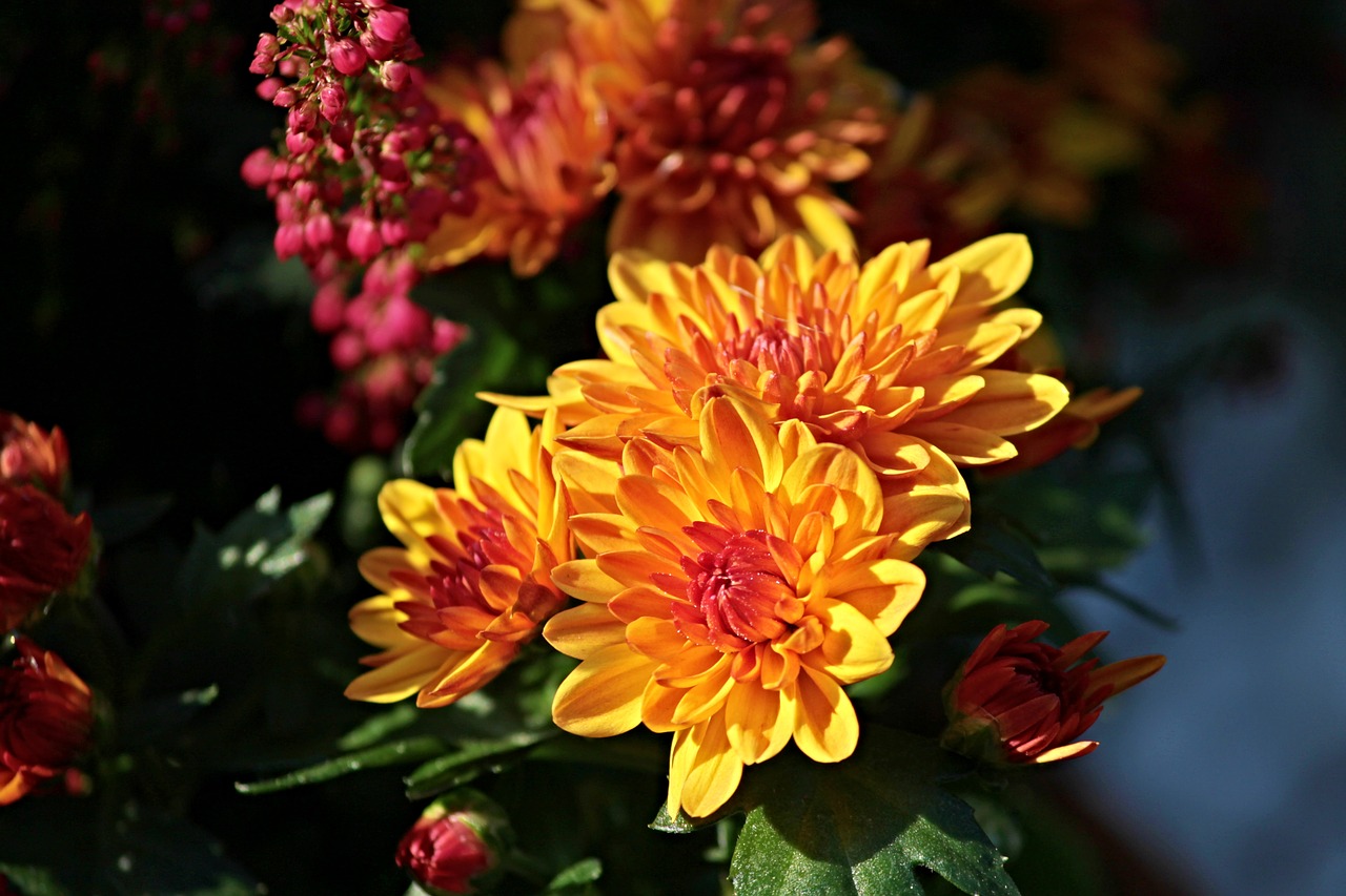 Image - chrysanthemums composites blossom