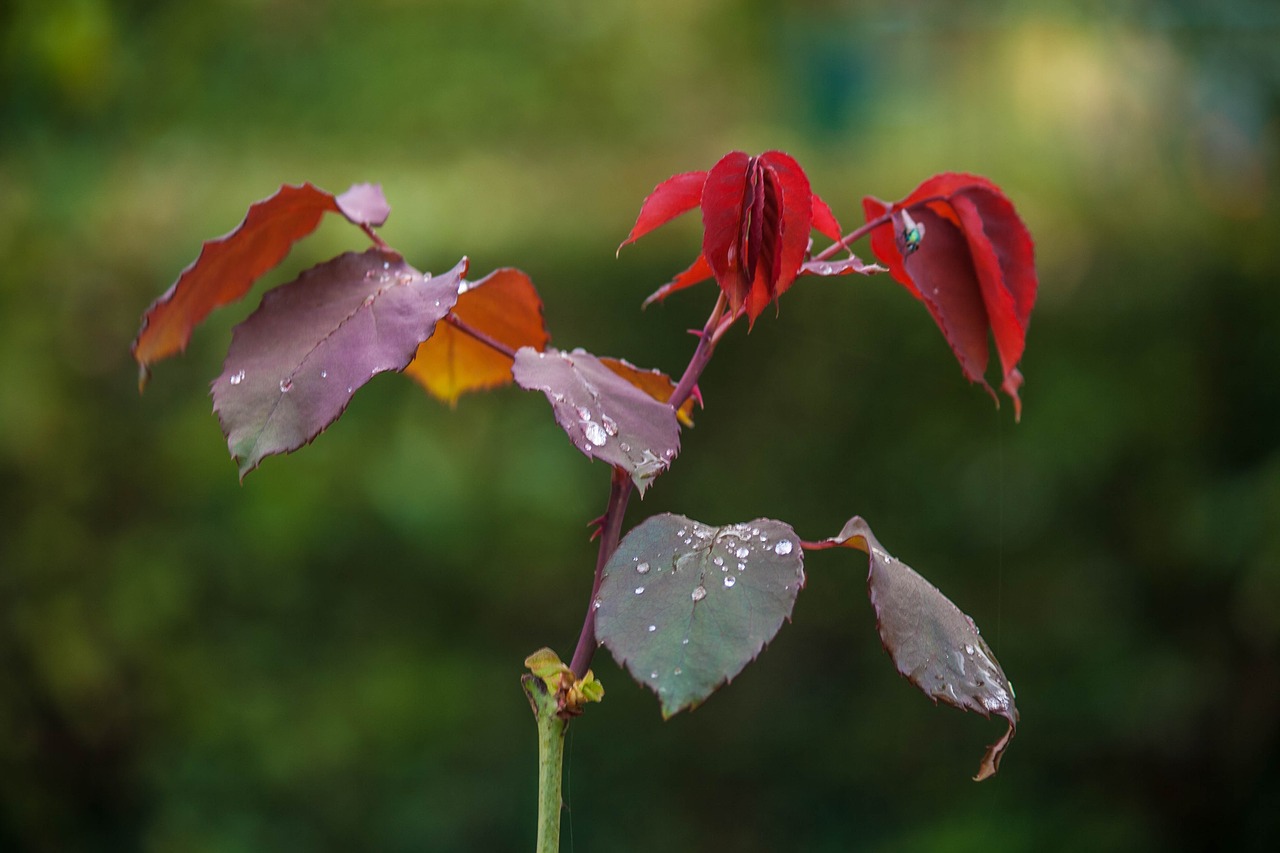 Image - garden flower red wallpapr