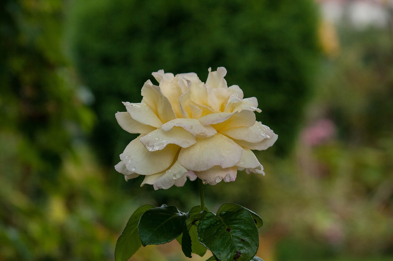 Image - garden autumn blossom bloom flower