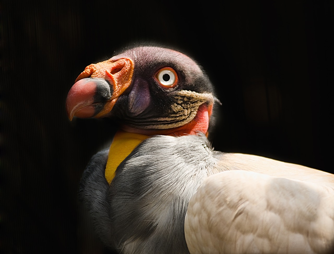 Image - vulture king vulture colour