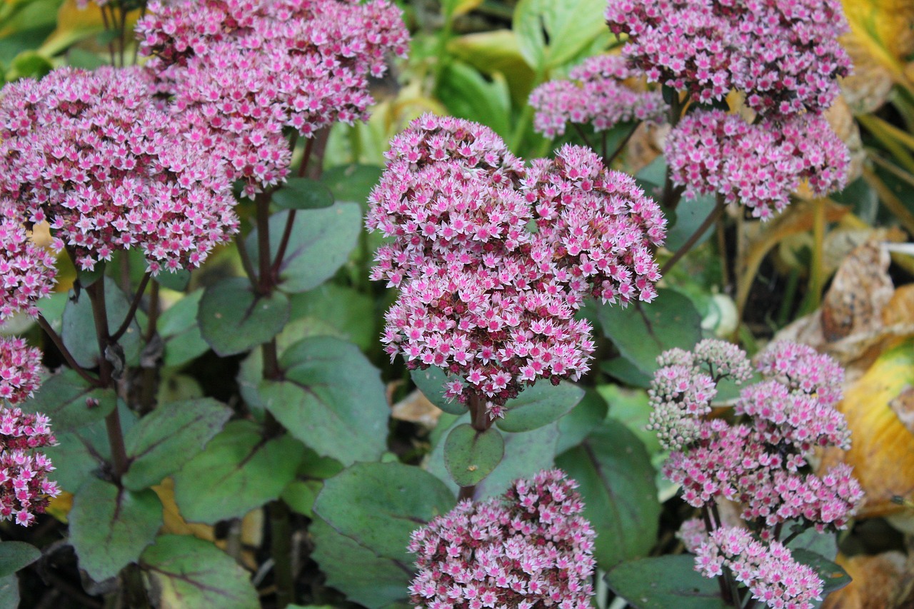 Image - plant sedum stonecrop flower