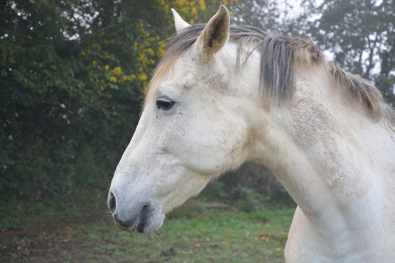 Image - horse profile head plays horse eye